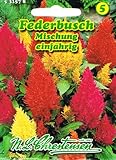 Sommerblume farbenprächtig für Rabatten, Balkonkästen, Topfe