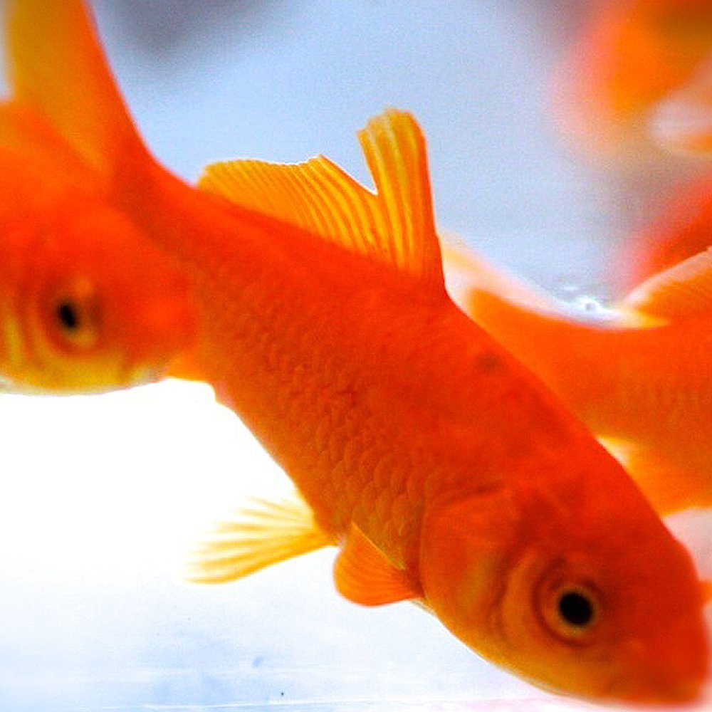 Amazon | 【生体】金魚 小赤 餌金 50匹 エサ用金魚 エサ用 観賞用