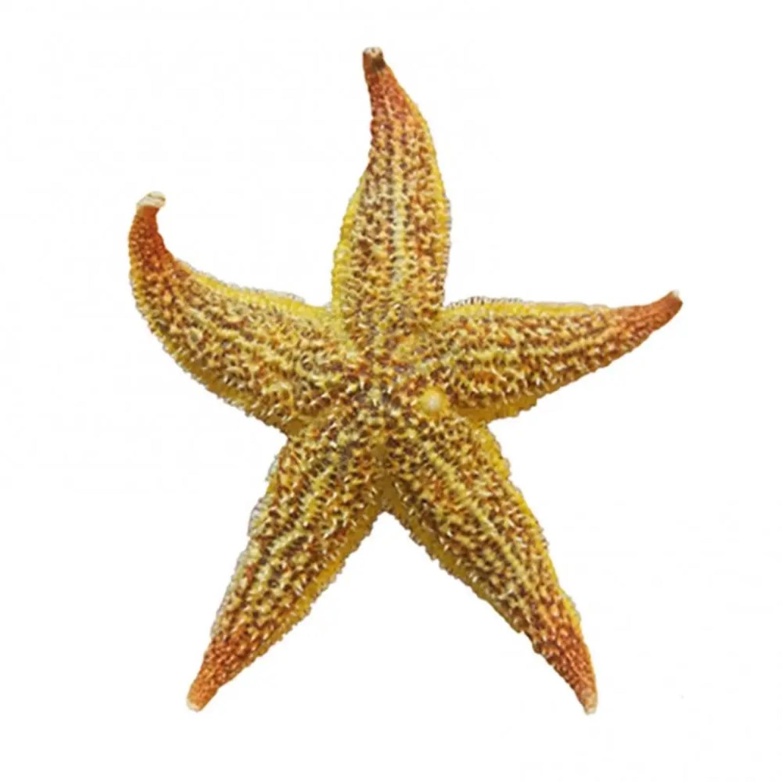Conchiglie per decorazione, 2 pezzi, 10-16 cm, stella marina secca, stella marina, spiaggia, artigianato naturale, conchiglie adesive da parete per pavimenti, feste di nozze e decorazioni per la casa