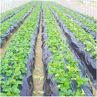 ROJDFCNBW Hojas de Polietileno para Jardinería, Película de PE for Sombra agrícola Negra de 0,014 mm de Espesor(0.014mm 2mx20m)