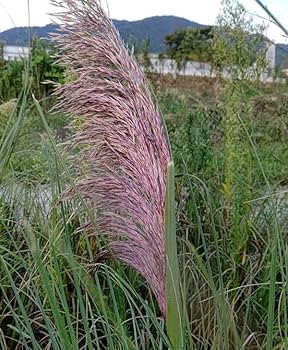 Amazon.co.jp: パンパスグラス：ピンク（株分け苗）8号ポット[9