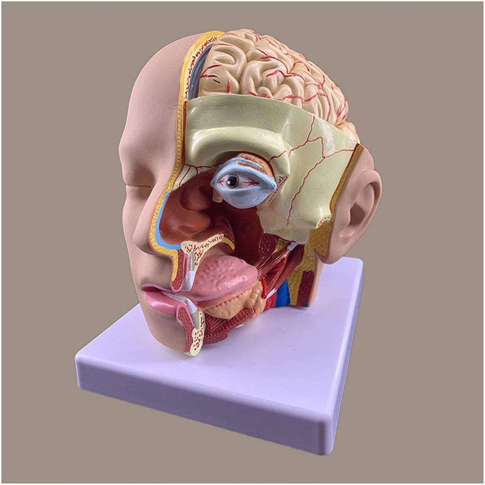 GTHTUHFD Anatomy Model, Human With Brain - Brain Model - Human With Cerebral Artery Model - 4-Part For Study Teaching Medical Teaching Model For Medical Demo Skeleton Model
