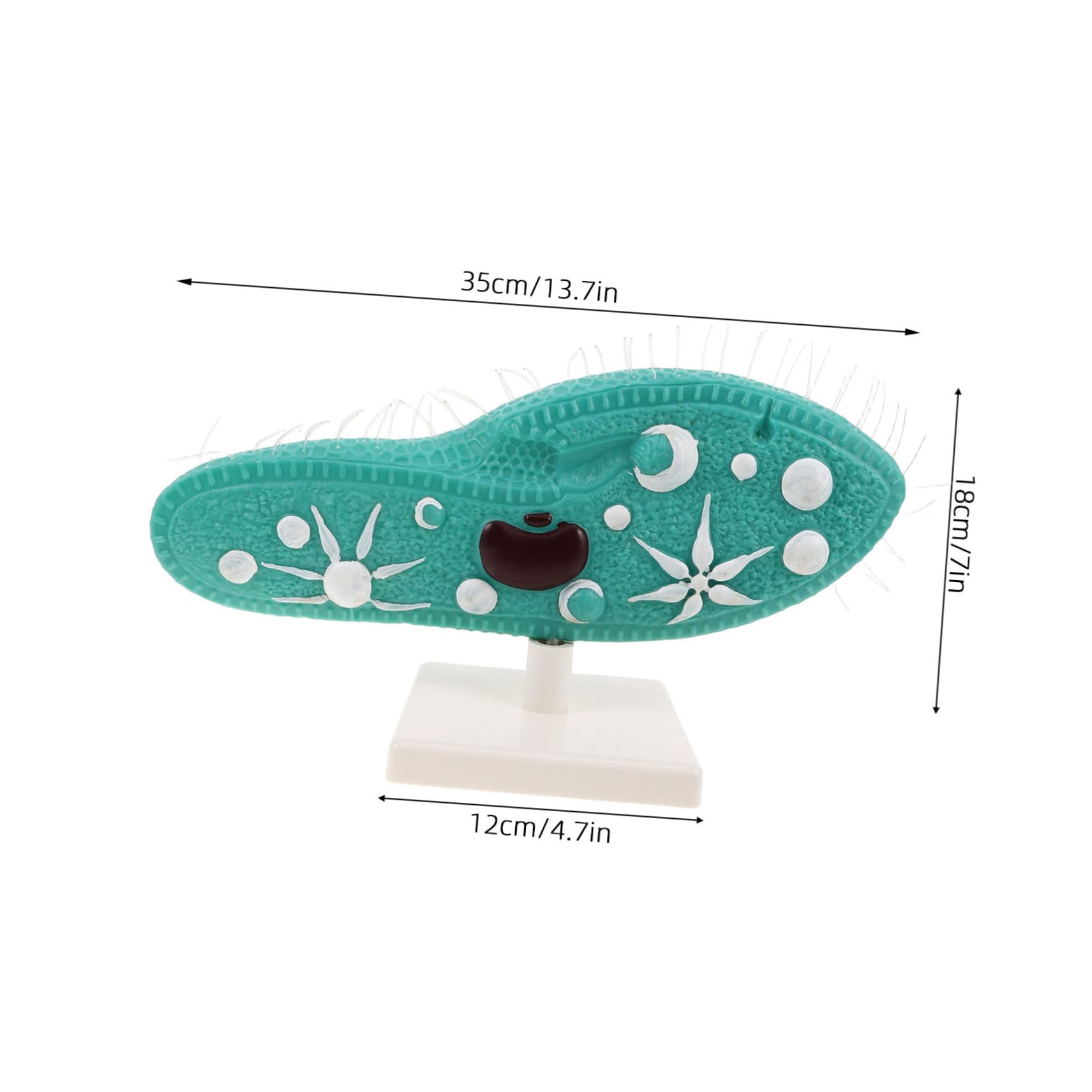 Biologie Lernmodell Paramecium mit Ständer und Detailliertem Ziliendesign aus PVC Realistische Struktur Einfache Montage für Biologieunterricht in Mittelstufe