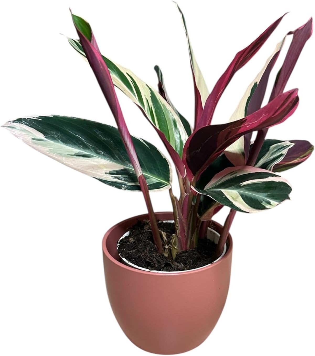 Live Plant Stromanthe Triostar, Pet-Friendly, Tricolor Prayer Plant, 12-16" Tall, Indoor Plant, Easy to Care, Rare Plant, 4.7 inch Decorative Pot (Brown Jute)