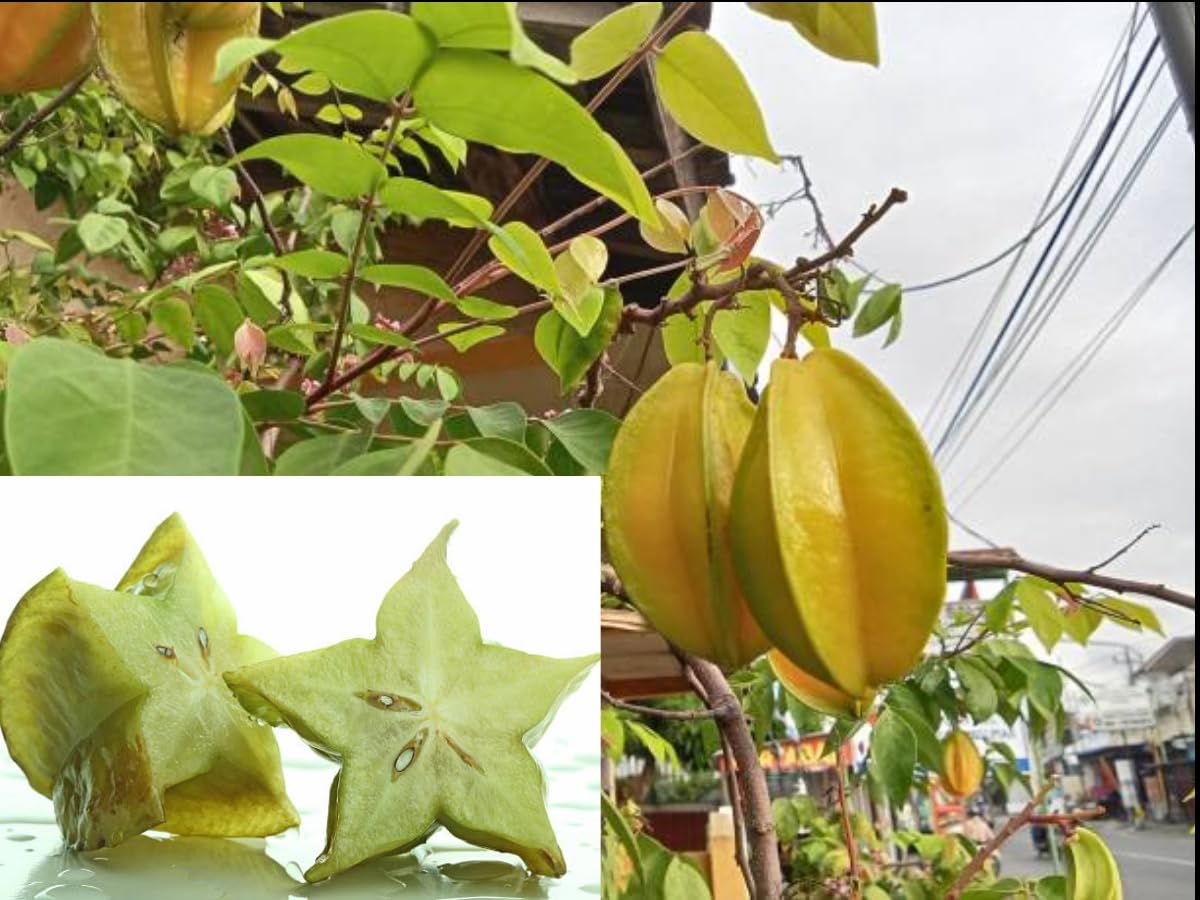 star fruit carambola live plant sapling in grow bag 1.5-2ft height | fruit bearing tree, ready to plant, tropical fruit, garden & outdoors, grow bag included