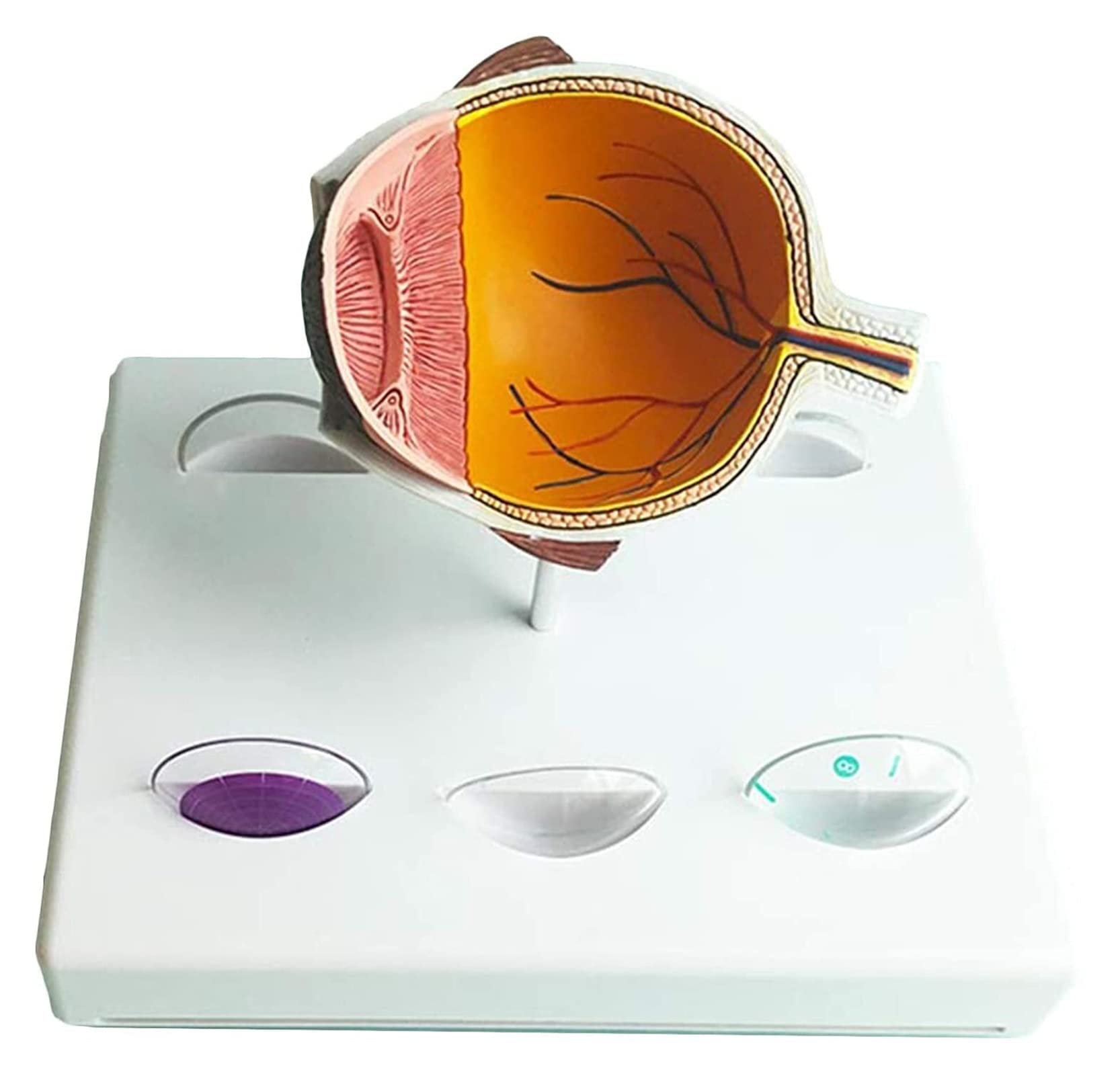 Buy Body Model Human Eye Anatomical Model Eye Model Human Body