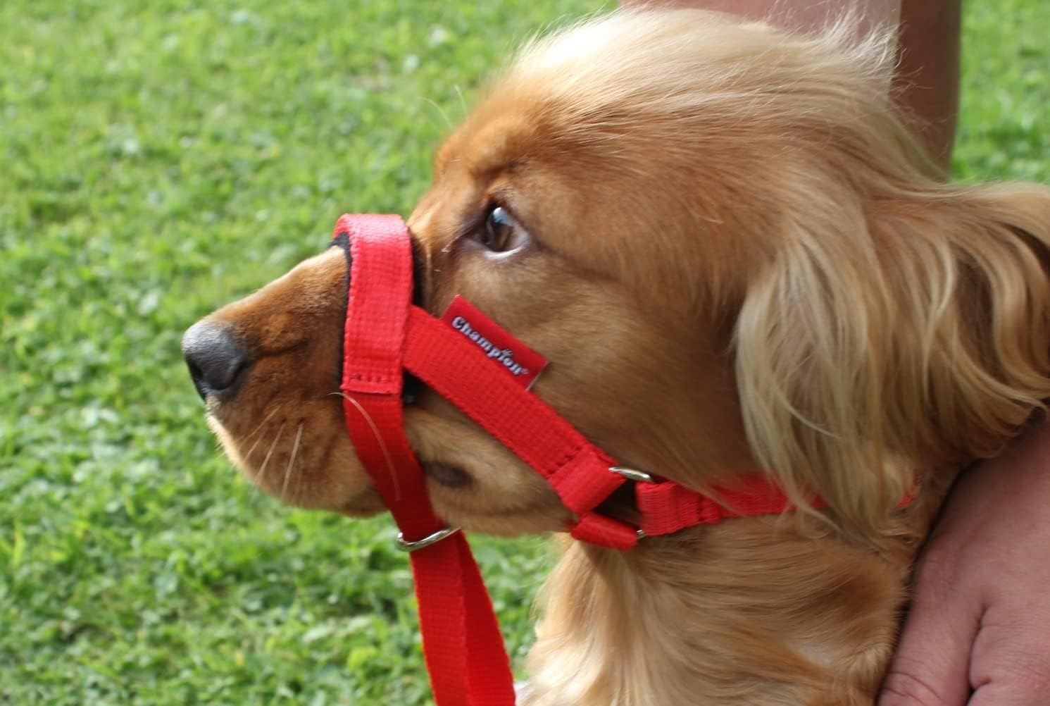 Headcollar Dog Halter/Training Head Collar Training Tool Dog, Head Harness to Stop Pulling on the Lead, Easy to Use - Image 3