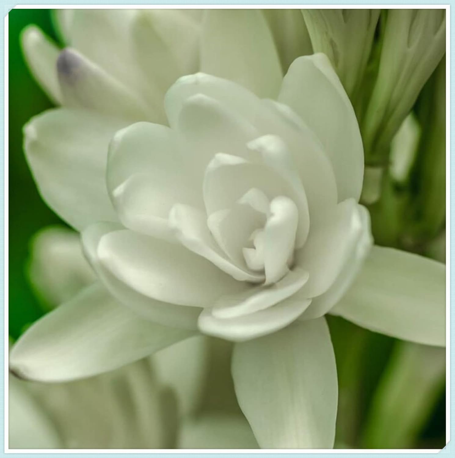 (Tuberose) Planting Tubers8 Bulbs Patio, Lawn & Garden
