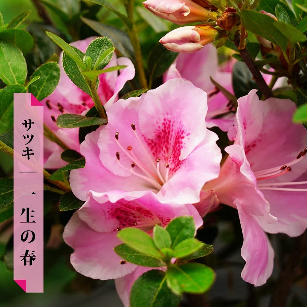 【予約受付中】紅はるか苗☆ウイルスフリー 1,700本 6月上旬から発送開始 ニュース：昨年11月の寄附開始以来、寄附者より高評価を受けて