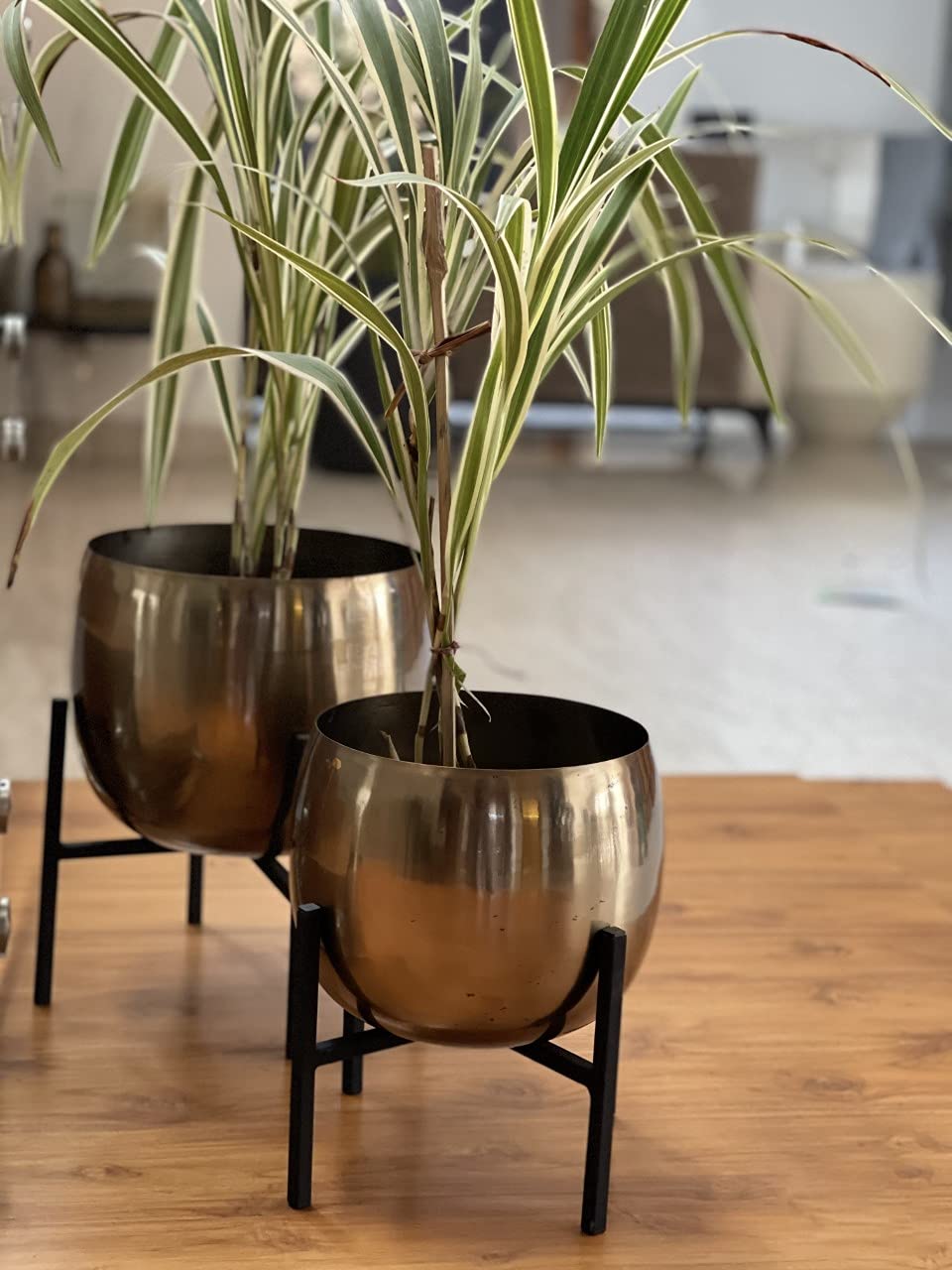 See full amazon price history chart for Urban Born Planter with Iron Plant Stand and Flower Pot for Home Decor (Gold, Standard ) -Set of 2 Urban Born Planter with Iron Plant Stand and Flower Pot for Home Decor (Gold, Standard ) -Set of 2 (B08RS8QQD7) Amazon Price History, Amazon Price Tracker