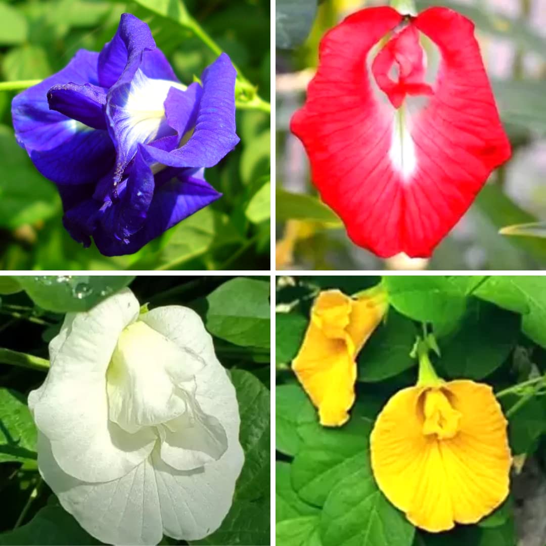 LEAFFYCO Aparajita Double Mixed Seeds | Aparajita Multipetal Seeds | Butterfly Pea Seeds Mixed Color | Clitoria Ternatea Seeds (25 Per Packet) (B0BVR88TVK) Amazon Price History, Amazon Price Tracker