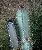 Cereus forbesii injerto injertado de cactus flor de la noche de semillas de cactus 100 semillas