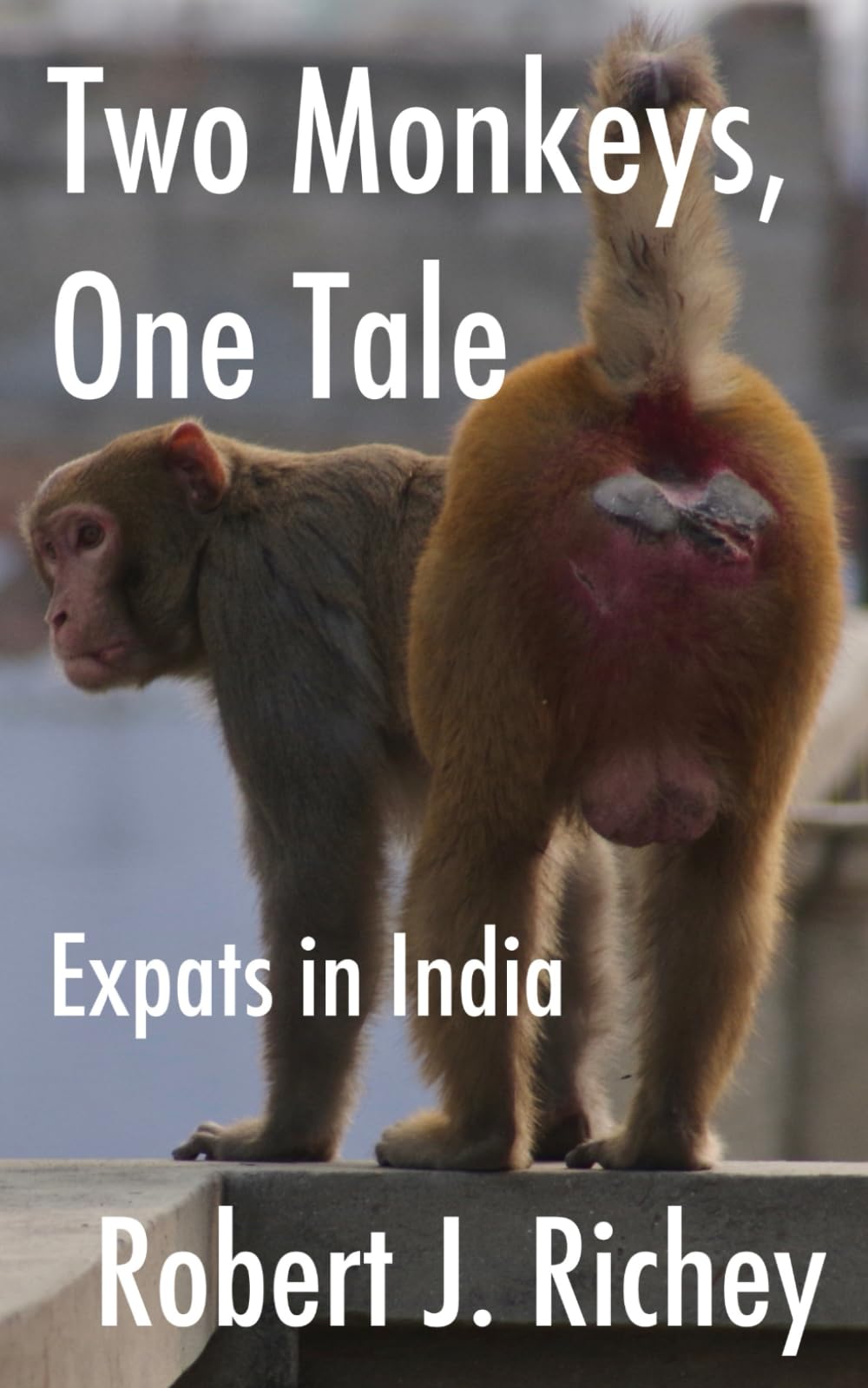 Two Monkeys, One Tale: Expats in India