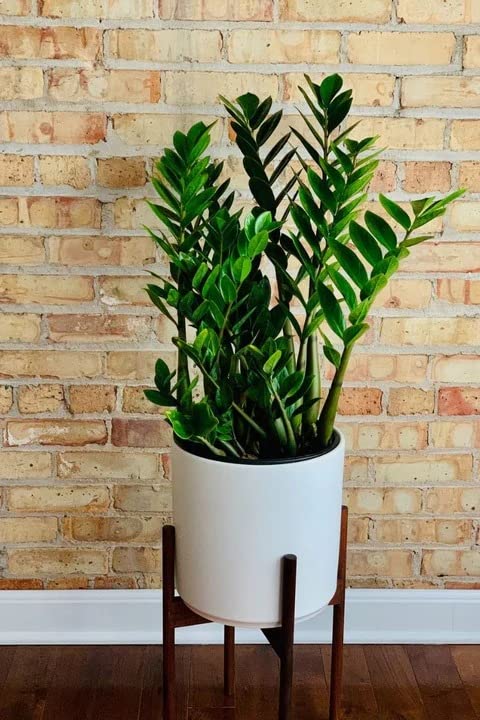 Cloud Farm live ZZ (Zamioculcas Zamiifolia) plant for home with bonsai look, live plant for home and office Indoor Air Purifying Plant Pack of 1 CF_124 (B0BN8444D5) Amazon Price History, Amazon Price Tracker