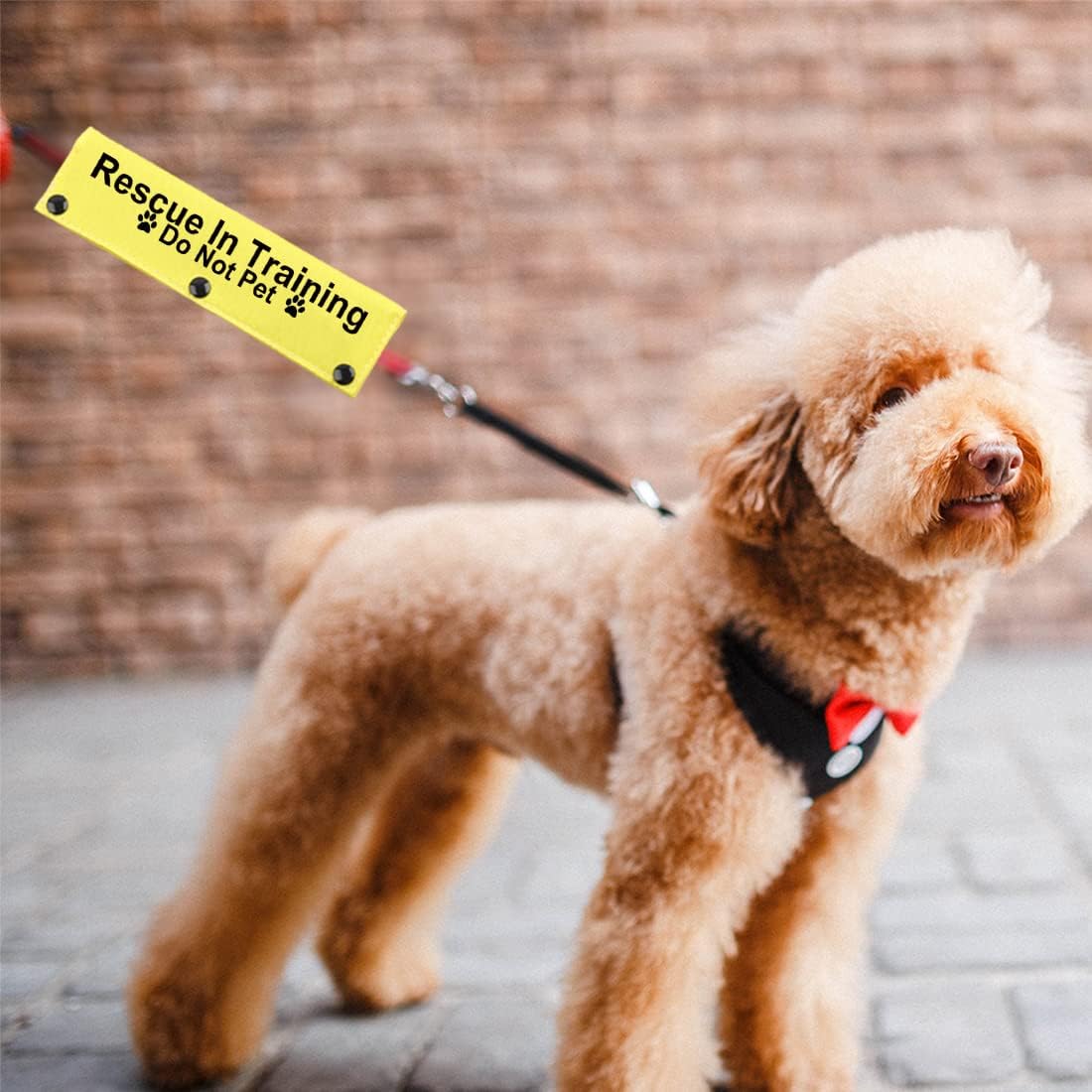 JXGZSO Rescue in Training Do Not Pet Dog Leash... 14 JXGZSO Rescue in Training Do Not Pet Dog Leash...