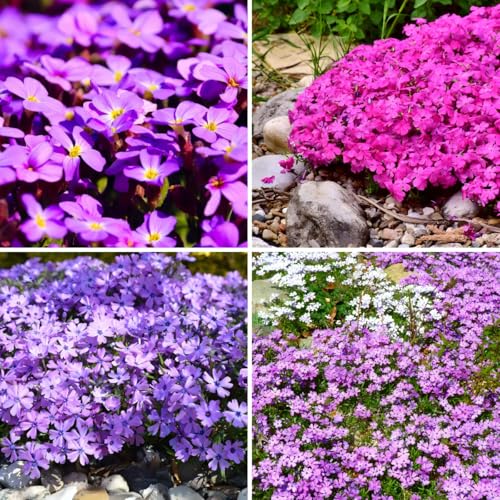 CarpetC 1000+ Creeping Phlox Seeds for Planting Ground Cover Purple Flowers Star-Shaped Blooms Phlox subulata Non-GMO Heirloom for Garden Borders Home Containers