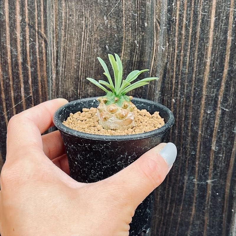 多肉植物 ユーフォルビア ちょっとカワイイ株です 我眉山 人気の 我眉山