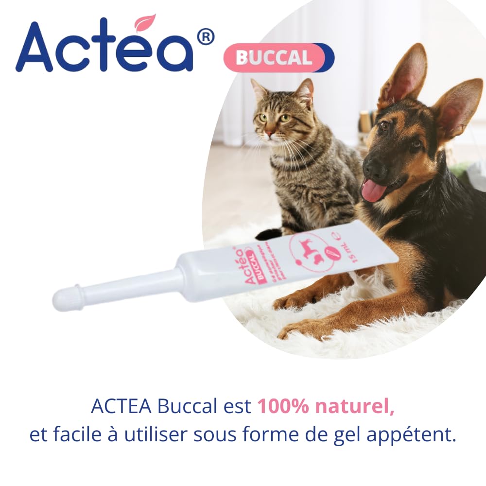 Anidev Actéa Buccal - Gel apaisant gencives Chien et Chat - Hygiène bucco Dentaire - Limite Plaque tartre et Mauvaise haleine - Effet apaisant réparateur et Protecteur 15 ML