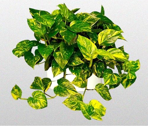 Miniatura 2 de Hiedra del Diablo Dorado - Pothos - Epipremnum - 2 plantas - Macetas de 3"