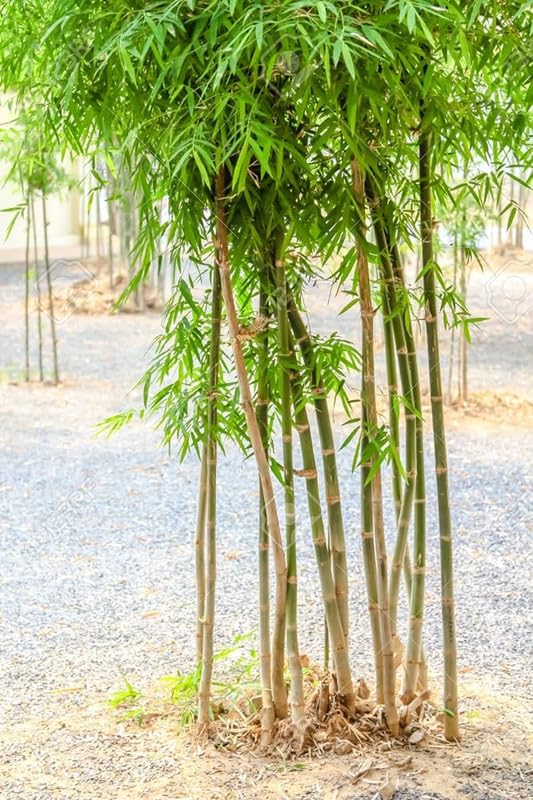 Bamboo Seeds for farming - Bamboo Seeds For Outdoor Pack of 76 : Amazon ...