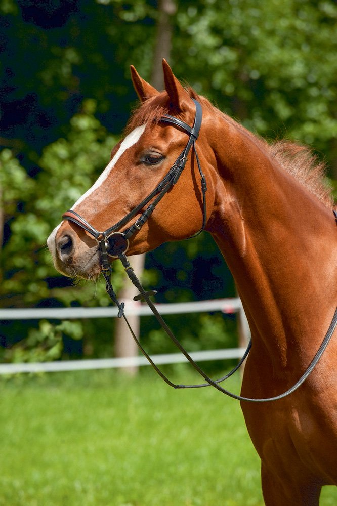 Trensenzaum gewölbt hannoveranisch Excelsior Ekkia schwarz Warmblut