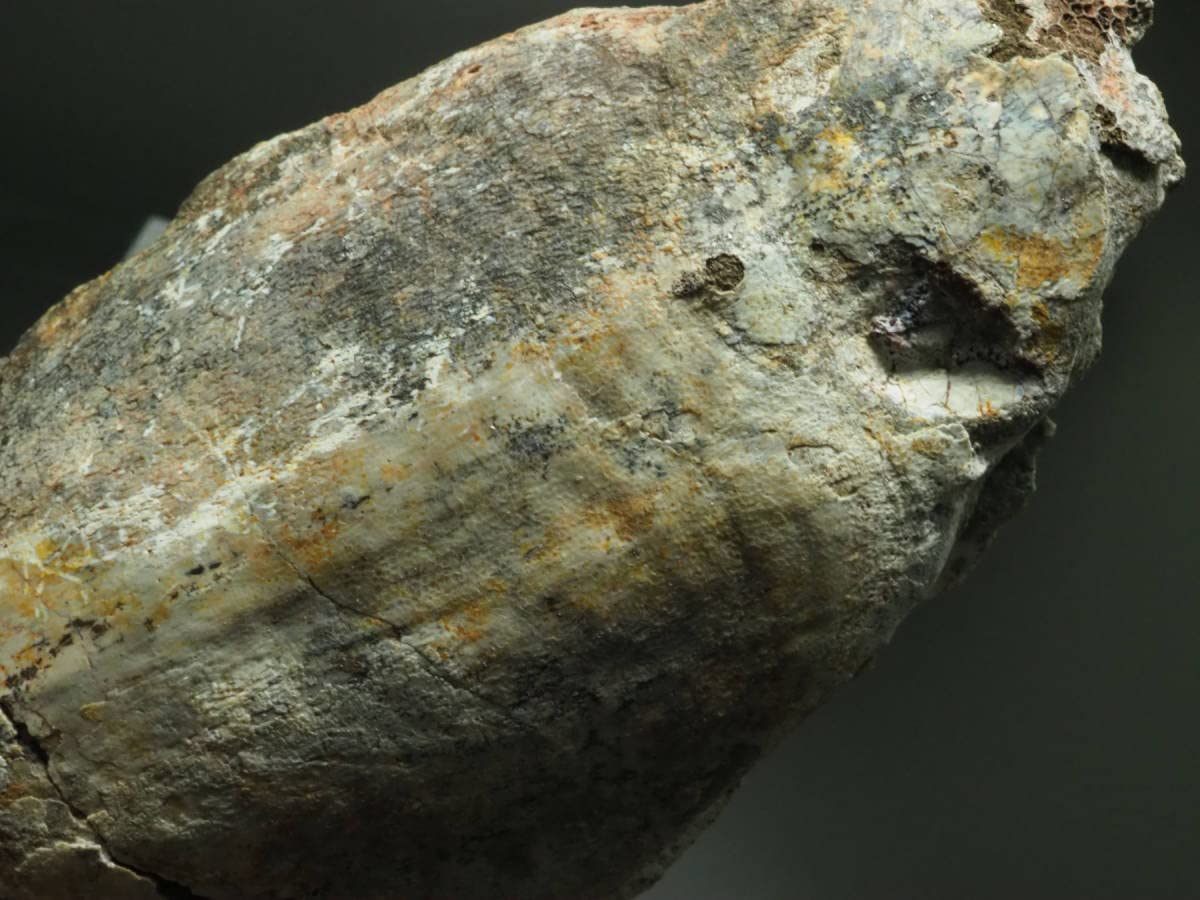 Amazon.co.jp: 甲冑魚の化石 Podolaspis lerihey282 g ウクライナ