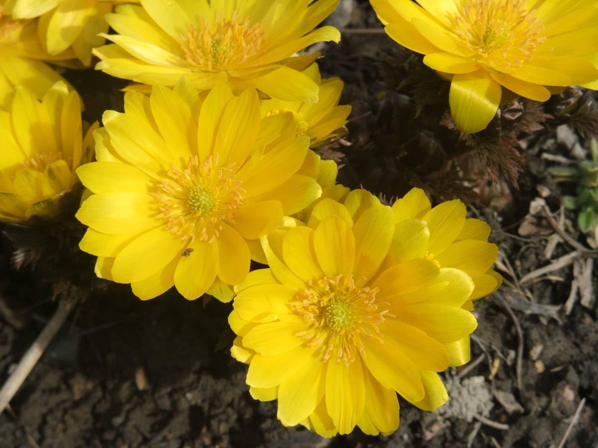 山野草 福寿草「金采」