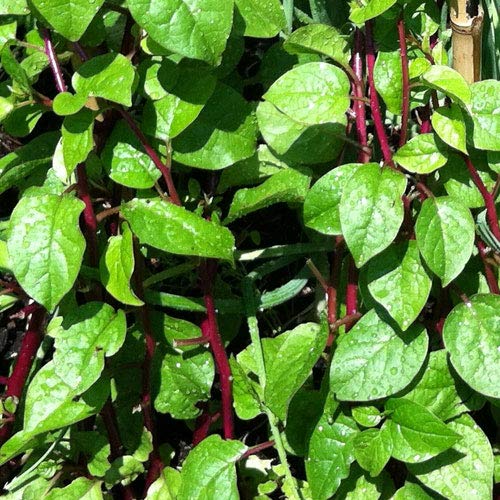 MaliaGarden Malabar Spinach Seeds - For Kitchen Gardening Pack of - 20 seeds (Red) (B07LBZHCN8) Amazon Price History, Amazon Price Tracker