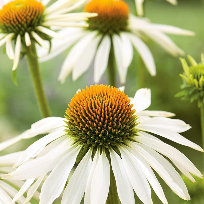 Mr Fothergill's RHS ECHINACEA White Swan