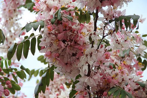Creative Farmer Tree Seeds Perennial Floristic Plants Pink Shower Flowering Tree Seeds Seeds Kitchen Garden Seeds Pack (B078R661FW) Amazon Price History, Amazon Price Tracker