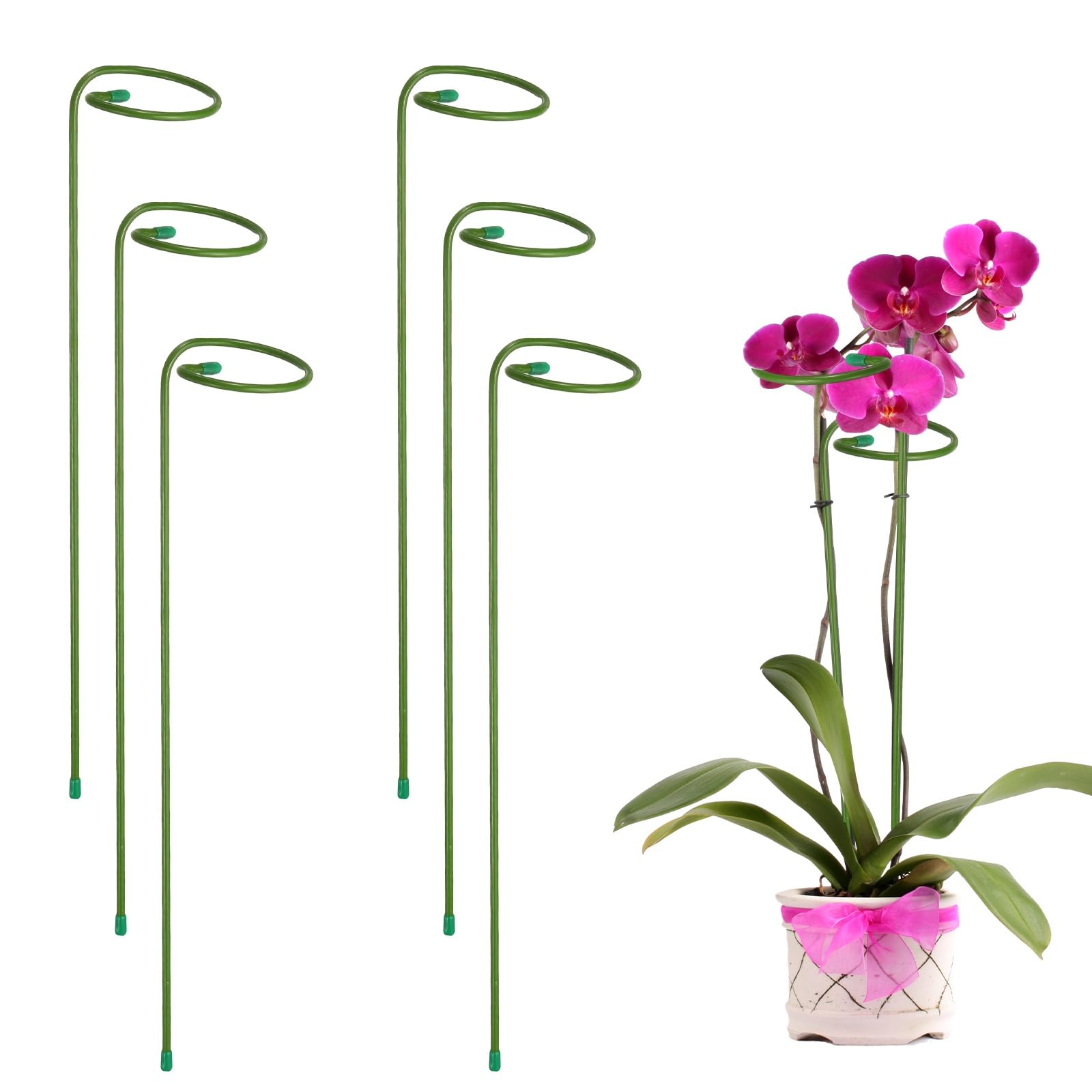 Anneaux de support pour orchidée pour redresser les tiges pliées
