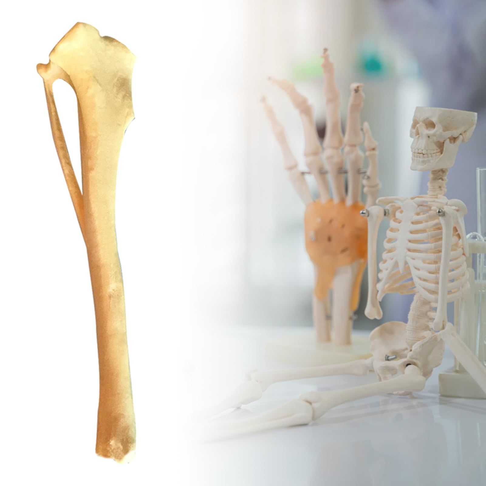FUKAJOMFEN Dog Tibia Skeletal Model for Report Dog Anatomy Tibia Skull Model PU Material
