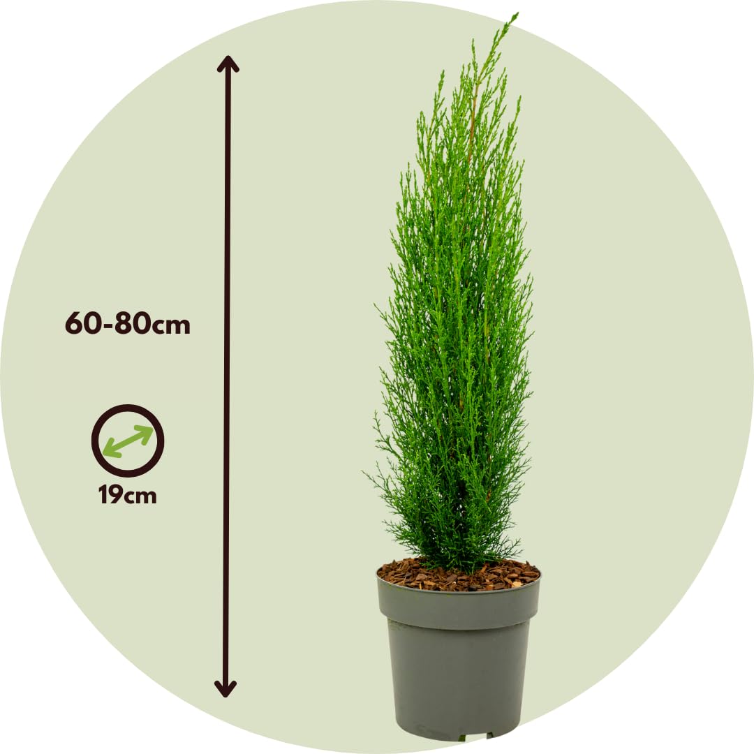 Plant in a Box - Toskanische Zypresse 'Totem' - Pokon - 2er Set - Cupressus sempervirens - Toskana Säulen Mittelmeerzypresse - Winterhart - Topf 19cm - Höhe 60-80cm
