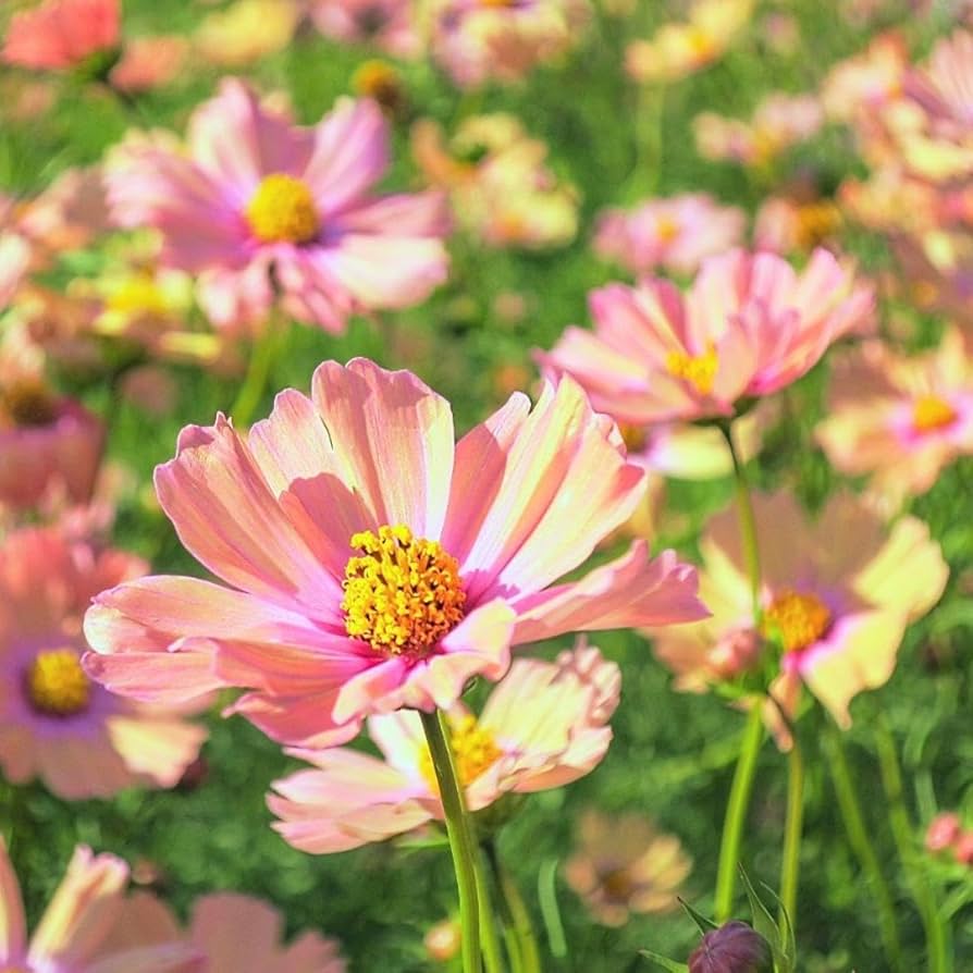 Amazon.co.jp: お花の種コスモス秋桜 アプリコッタ 種子 約20粒