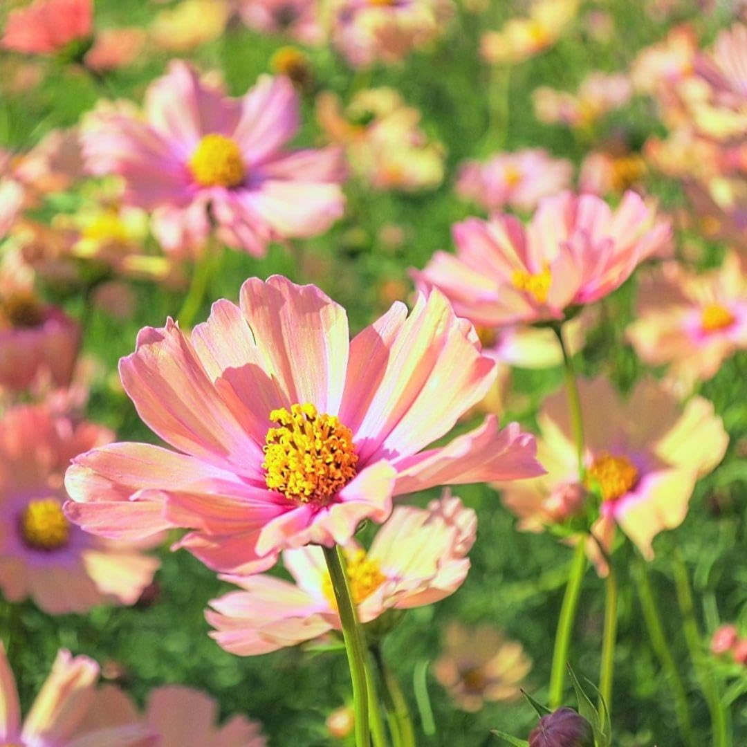 かお様♡秋桜の苗サイズのご確認陽です。 Amazon | コスモス 苗 4号 鉢植え 苗 複数色寄せ植え ピンク 赤
