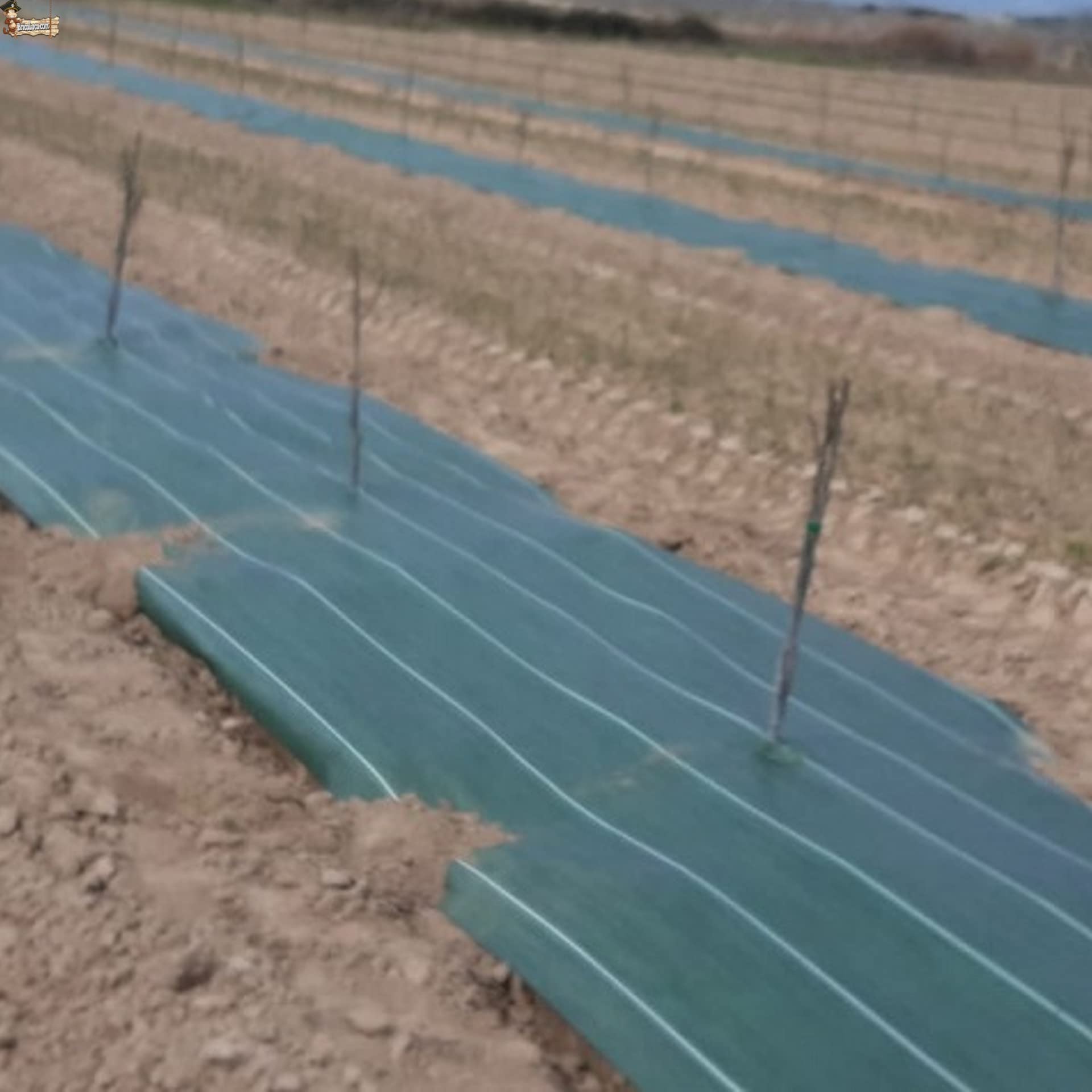 BricoLoco.com Manta Malla antihierba Verde para Agricultura, jardín, huerto,Camping, césped Artificial. 105 grs./m2. Tela en Rafia de Polipropileno 100%. (50, 1)