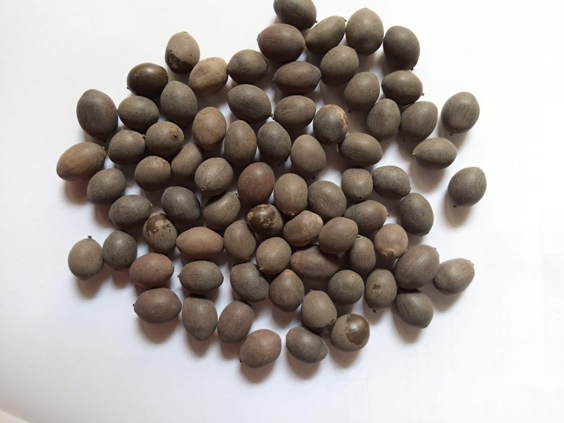 SPS MARKETING Kamal Gatta Seed, Water Lotus Flower Plant seeds (100 Grams) for Pooja, Laxmi Havan, Home Gardening, Live Water plant for Pond, Rosary of Kamalgatta, Makhana Seed (B0D2BF6X4X) Amazon Price History, Amazon Price Tracker