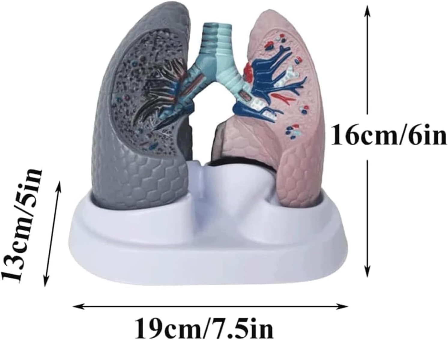 Model anatomii płuc człowieka, model porównawczy płuc palącego i zdrowego człowieka, model demonstracyjny układu oddechowego, do prezentacji w klasie przedmiotów ścisłych.