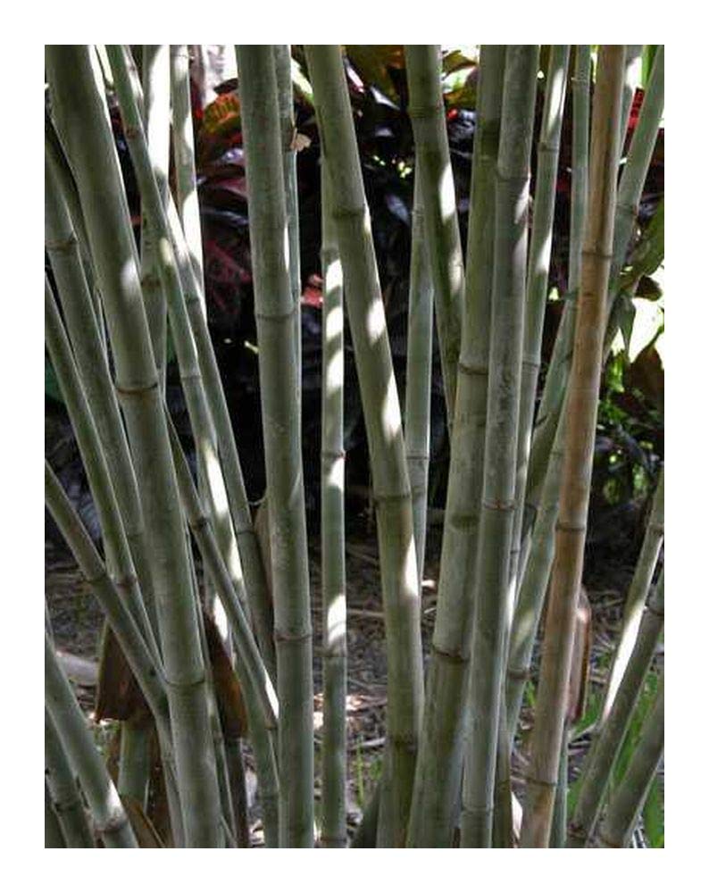 bambus knickt ab Bambus schwarz - Phyllostachys nigra