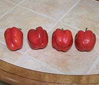 Vista 2 de 100 Pimiento Pimiento (rojo dulce Pimientio/Italianelle/Queso, Asado, Freír Pimienta) Capiscum Annuum
