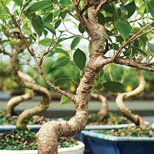Brussel's Bonsai - Live Golden Gate Ficus Bonsai Tree in Ceramic Bonsai Pot, Indoor Bonsai Plant, 4 Years Old, 5-8 Inches Tall, Easy Care Houseplant for Home or Office (Small, Green) - Thumbnail 4
