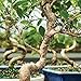 Brussel's Bonsai Live Golden Gate Ficus Indoor Bonsai Tree - Small, 4 Years, 5 to 8 In - Live Bonsai Tree in Ceramic Bonsai Pot