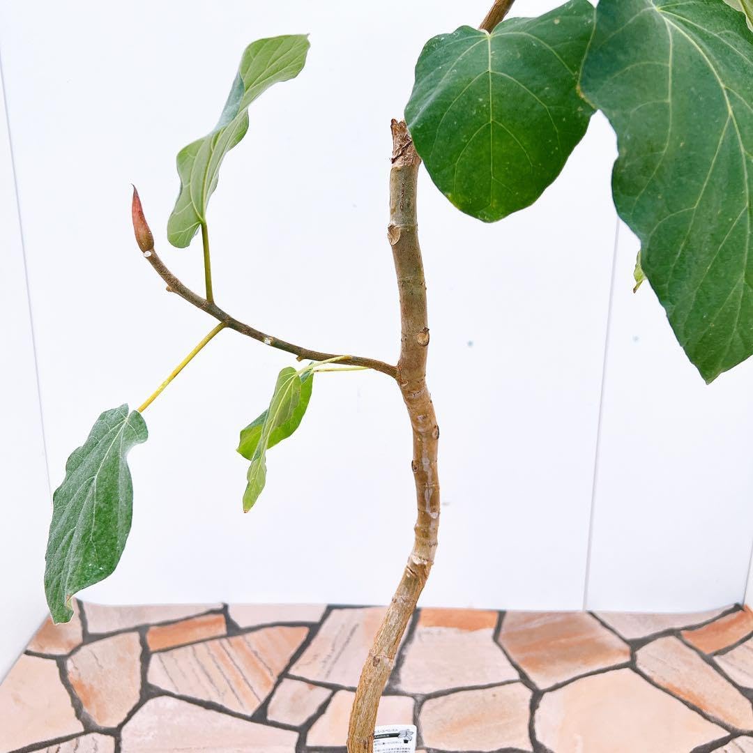 フィカス ゴムの木 エベレスト 曲がり フィカスエベレスト 観葉植物