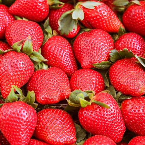 Strawberry Seeds for Planting - 2000+ Red Strawberry Seeds Non-GMO Organic Healthy Sweet Fruit for Home Garden