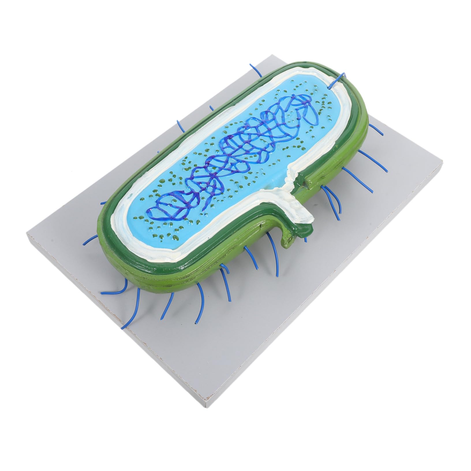 Zellkernmodell als Vergrößertes Kunststoff Demonstrationsmodell für Schüler | Detaillierte Organellen, Interaktiv für Biologieunterricht, Naturwissenschaftliche Demonstrationen, Lernumgebung