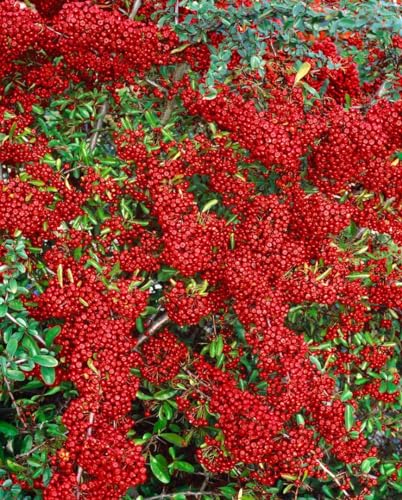 Pyracantha 'Saphyr Rouge' 100–125 cm – Winterhart, Immergrün, Pflegeleicht – Feuerdorn – Heckenpflanze für Garten & Sichtschutz