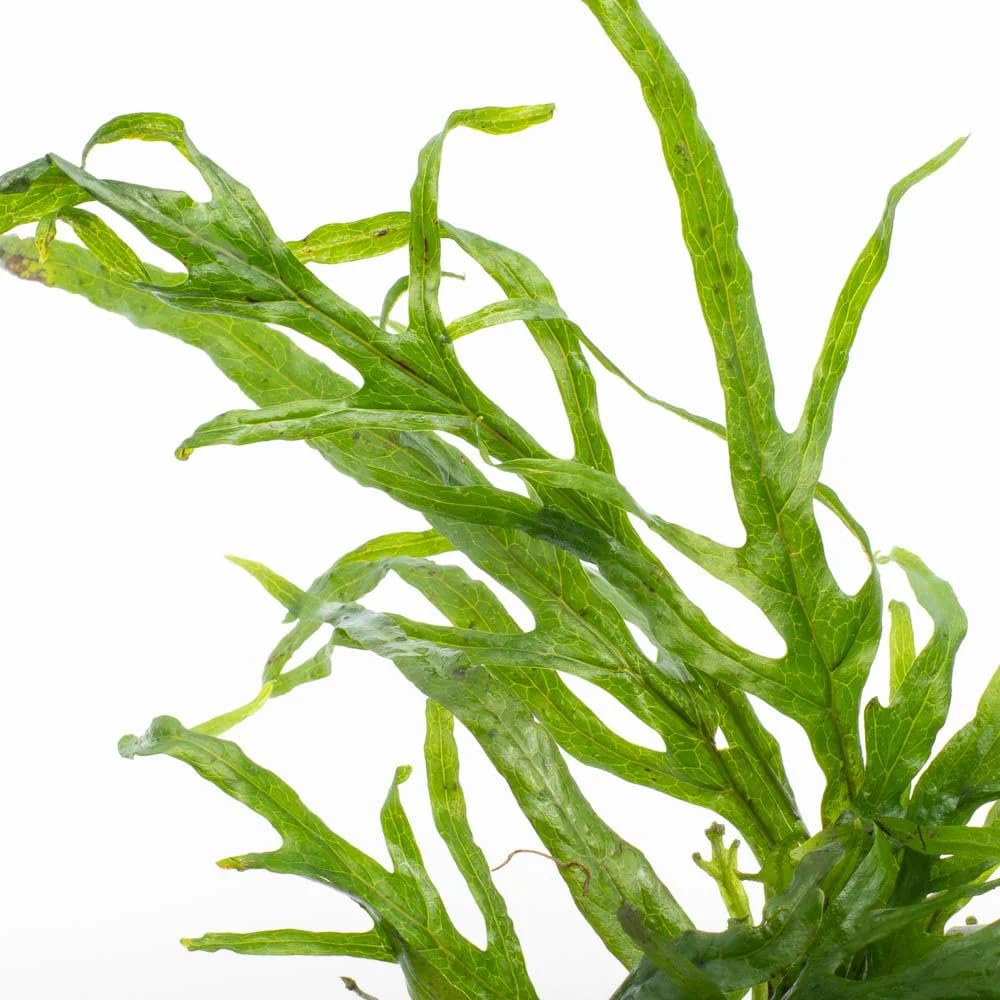 AquaBreedingSkill Set de 3 Microsorium Trident plantes d’aquarium vivante pour eau douce, plante verte décorative pour aquarium, idéale pour poissons et crevettes – avec passeport phyto