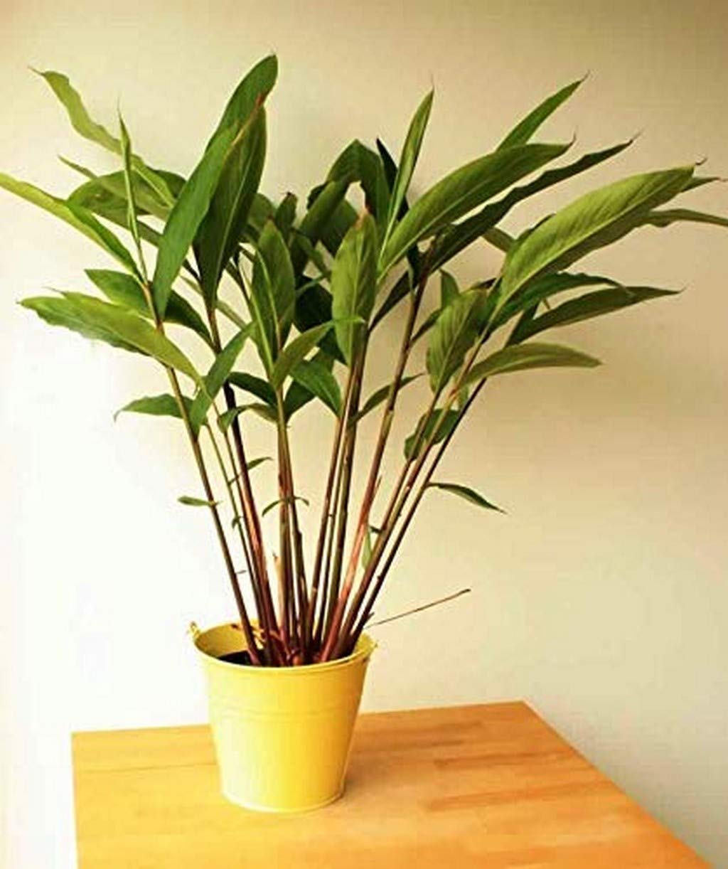 Creative Farmer Live Badi Elaichi Black Cardamom Plant (B08Q8MZXGD) Amazon Price History, Amazon Price Tracker
