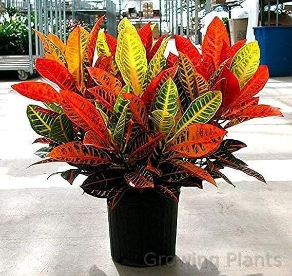 Growing Plants Original Air Purifier Croton Variegatum Petra Indoor Evergreen Live Plant Suitable For Pots (Healthy Plant) With Black Pot (B0CGV2VD8J) Amazon Price History, Amazon Price Tracker