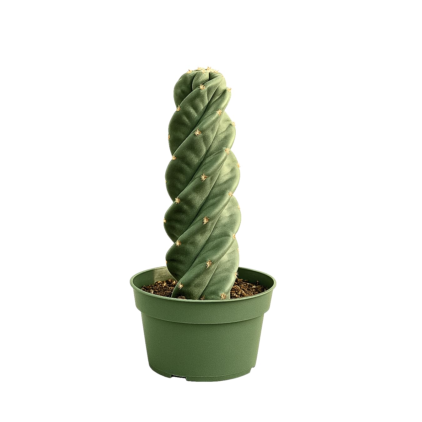1am Succulents Spiral Cactus 6-8 inch